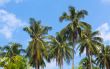 palms against pretty blue sky useful as a background