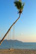 Empty swing hanging from a tree on romantic