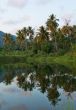 reflection of palm trees on the river