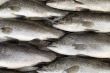 Fresh fish on ice on the market