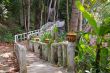 walking bridge in the jungle