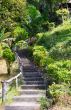 Stairway to jungle