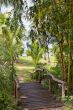 wooden bridge in the jungle