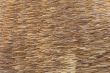 thatch