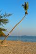 Swings on palm on tropical beach