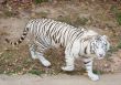 White Tiger 