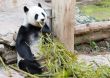 young panda in zoo