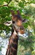 close up of giraffe face