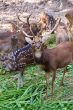 deer in zoo