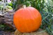 large ripe pumpkin