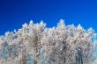 Trees in hoarfrost 