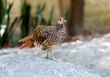 partridge