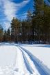 Winter road in the forest