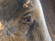 face of an African elephant