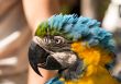 parrot in a profile