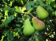 Three large ripe pears hanging on the tree.
