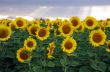 Summer landscape: beauty sunset over sunflowers field 