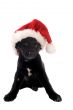 Black puppy with Christmas Hat