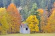 colors of autumn birch forest