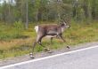 Deer runs on road