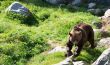 Brown bear is posing on the rock.