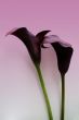 Zantedeschia isolated