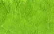 Leaf veins close up