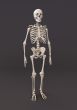 Skeleton of a gray background