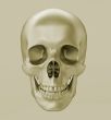 Skull, 3d render