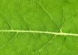 Leaf veins close up