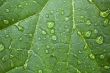 Green Leaf
