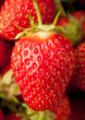 Strawberries closeup