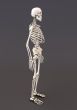 Skeleton of a gray background