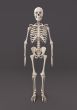 Skeleton of a gray background