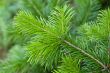 Branch of pine