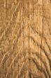 Texture of wood