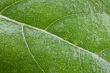 Green Leaf