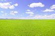 Green field