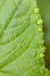 Green Leaf