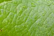 Green Leaf