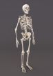 Skeleton of a gray background