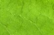 Leaf veins close up