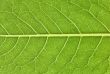 Leaf veins close up