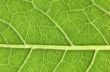 Leaf veins close up