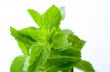 Fresh mint leaves