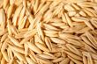 Seeds of oats