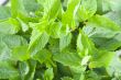 Fresh mint leaves