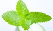 Fresh mint leaves