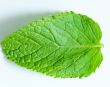 Fresh mint leaves