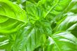 Basil leaves